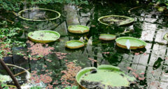 004 - im botanischen Garten